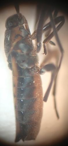 Velia caprai